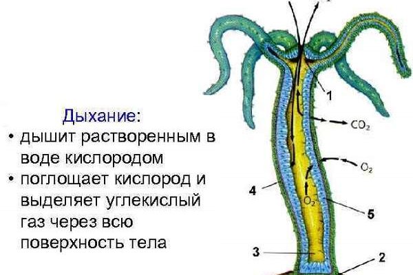 Kra35.cc