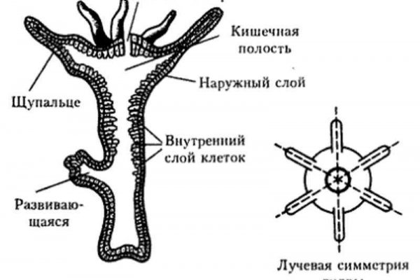 Магазин кракен как попасть